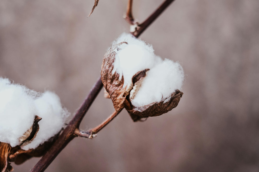 Why Organic Cotton is the Best for Sensitive Baby Skin